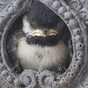 Meet your Posher, Sandra